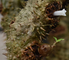 Myrmecodia tuberosa
