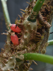 Myrmecodia tuberosa