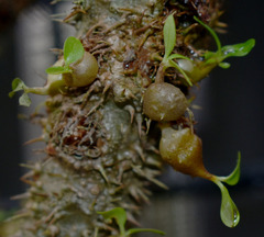 Myrmecodia tuberosa