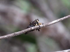 Blepharotes splendidissimus