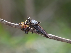 Blepharotes splendidissimus