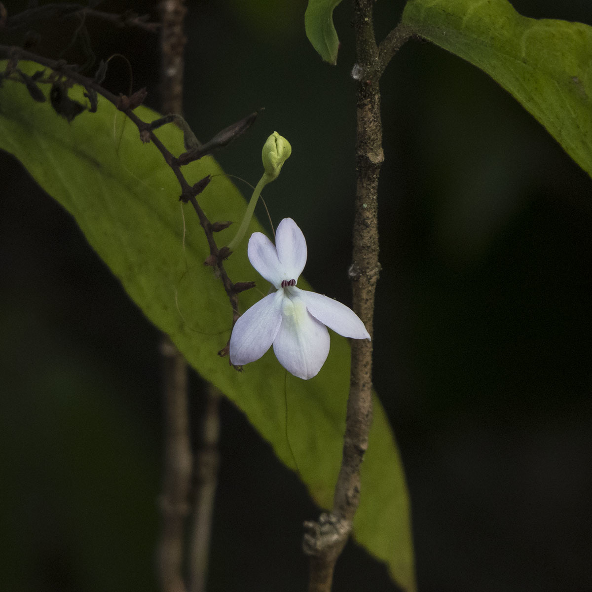 Pseuderanthemum album