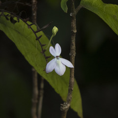 Pseuderanthemum latifolium