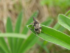 Bothynoderes affinis