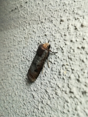 Lepidoptera