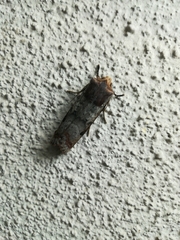 Lepidoptera