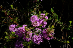Agathosma marlothii