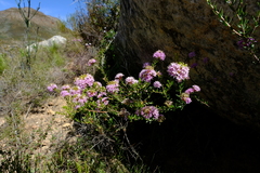 Agathosma marlothii