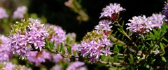 Agathosma marlothii