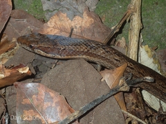 Alsophis rufiventris