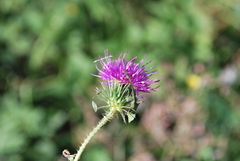 Carduus spachianus