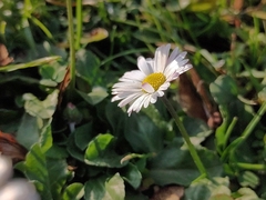 Bellis perennis