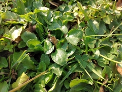 Bellis perennis