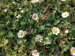 Bellis perennis
