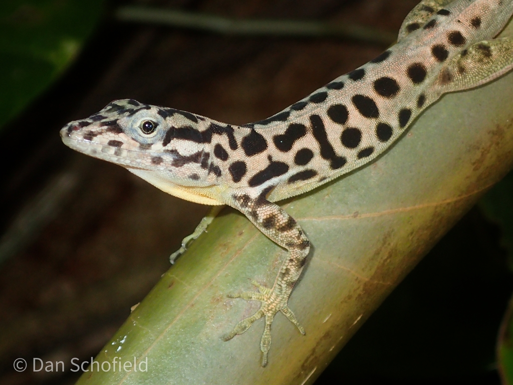 Saban Anole