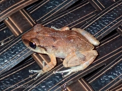 Eleutherodactylus johnstonei