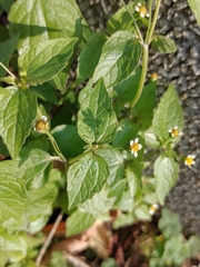 Galinsoga parviflora