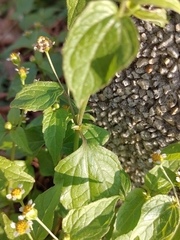 Galinsoga parviflora