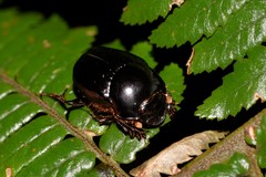 Onthophagus neostenocerus