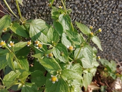 Galinsoga parviflora