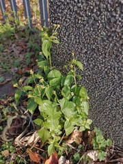 Galinsoga parviflora