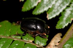 Onthophagus neostenocerus