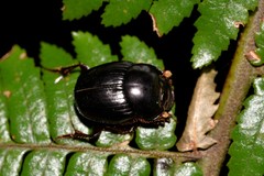 Onthophagus neostenocerus