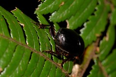 Onthophagus neostenocerus