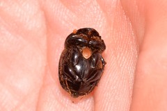 Onthophagus neostenocerus