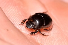 Onthophagus neostenocerus