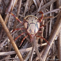 Amblyomma hebraeum