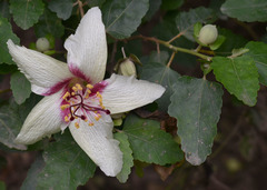 Hibiscus insularis