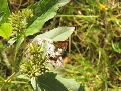 Ancyloxypha melanoneura