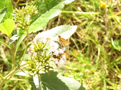 Ancyloxypha melanoneura