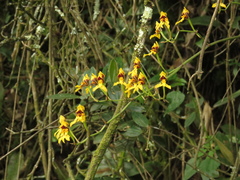 Cyrtochilum densiflorum