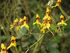 Cyrtochilum densiflorum