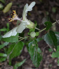 Hibiscus insularis