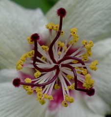 Hibiscus insularis