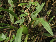 Cyrtochilum densiflorum