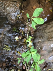 Akebia