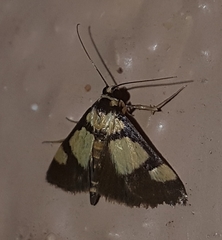 Deuterarcha xanthomela