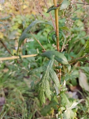 Artemisia vulgaris