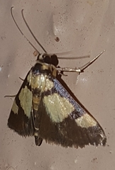 Deuterarcha xanthomela