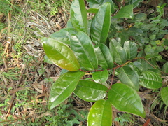 Prunus buxifolia