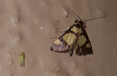 Deuterarcha xanthomela