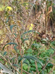 Artemisia vulgaris