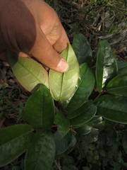 Prunus buxifolia