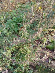 Artemisia vulgaris