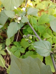 Solanum nigrum
