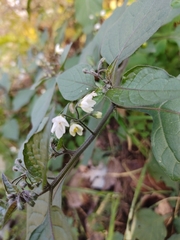 Solanum nigrum